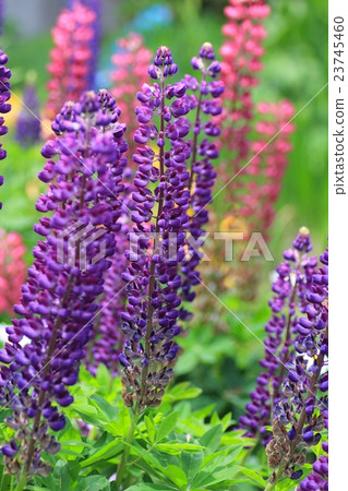 Lupine blooming in the garden Gardening 23745460