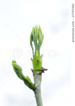 白樹芽（Coasiabra） 23745985