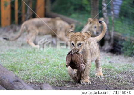 Lion's baby Lion's baby 23746078