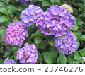 hydrangea 23746276