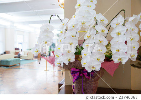 White butterfly orchid White butterfly orchid 23746365