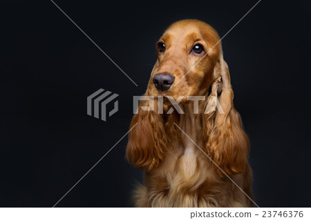 Beautiful young cocker spaniel Beautiful young cocker spaniel 23746376