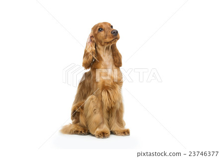 Beautiful English Cocker Spaniel Beautiful English Cocker Spaniel 23746377