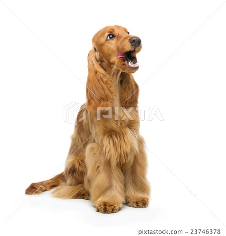 Beautiful English Cocker Spaniel Beautiful English Cocker Spaniel 23746378