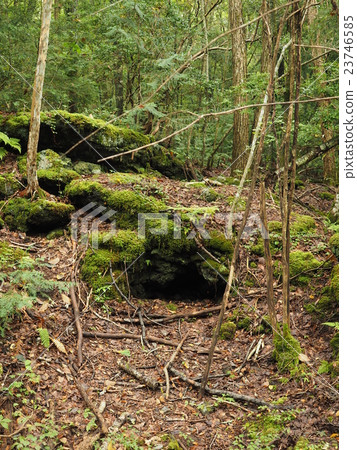 在通往山梨縣的Fuyutake山的途中，在Aokigahara樹中留下的氣孔痕跡 23746585