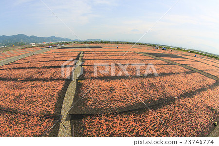 Sakura shrimp's sun-dried sun Sakura shrimp's sun-dried sun 23746774