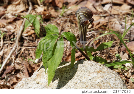 Mamushigusa 23747083