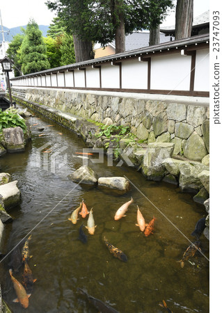 Koi of Setogawa of Hida Kogawa River 23747093