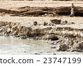 Mud and salt of the Dead Sea 23747199