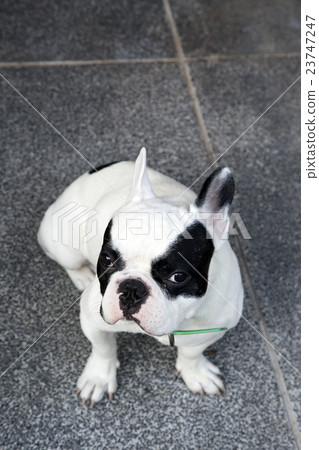 French bulldog sit and looking French bulldog sit and looking 23747247