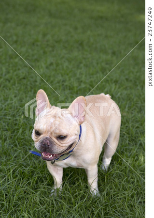 Little French bulldog playing in grass field Little French bulldog playing in grass field 23747249
