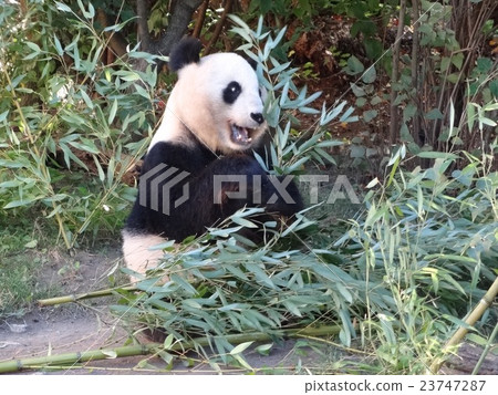 維也納在奧地利，吃竹子的熊貓在Schönbrunn動物園離開 23747287