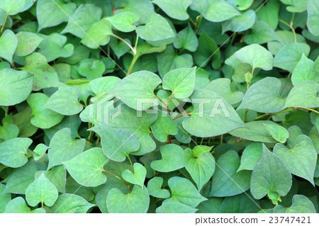 Dokudami leaves 23747421