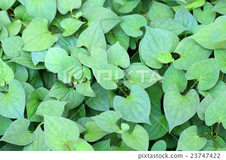 Dokudami leaves 23747422