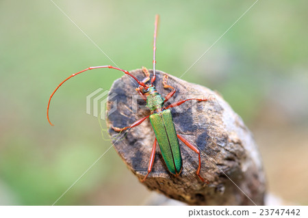 Ao-kamikiri 23747442