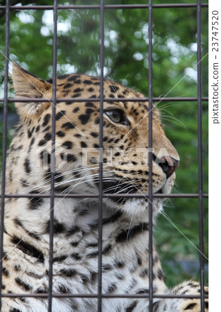 豹子在Ori 23747520