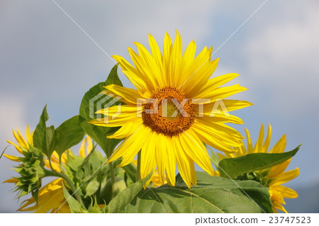 Sunflower of Shinshu 23747523