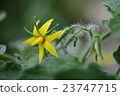 closed-up yellow tomato flower selective focus 23747715