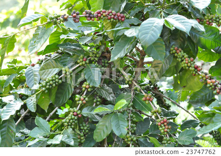 fresh coffee bean on tree 23747762