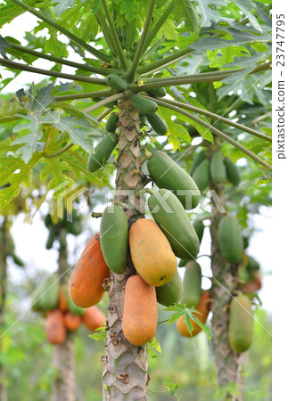 papaya 23747795