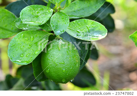 lime on a tree lime on a tree 23747802