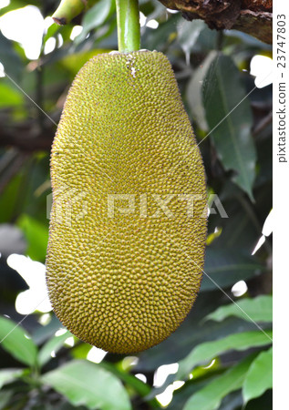 jackfruit jackfruit 23747803