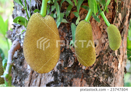 jackfruit jackfruit 23747804