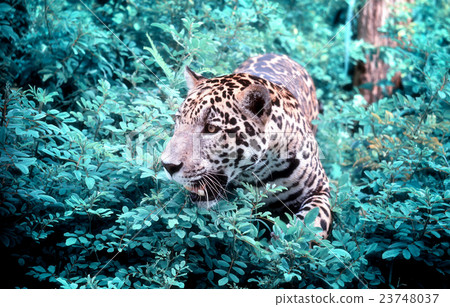 jaguar 23748037