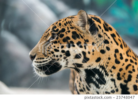 jaguar ( Panthera onca ) 23748047