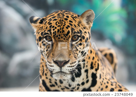 jaguar ( Panthera onca ) 23748049