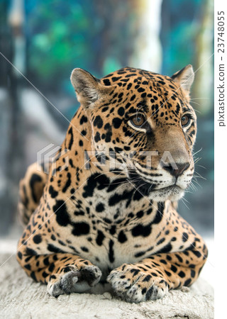 jaguar ( Panthera onca ) 23748055