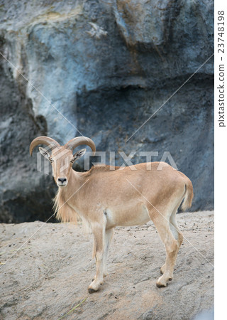 female Barbary sheep (Ammotragus lervia) 23748198