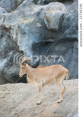 female Barbary sheep (Ammotragus lervia) 23748199