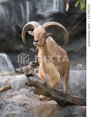 male Barbary sheep (Ammotragus lervia) male Barbary sheep (Ammotragus lervia) 23748201