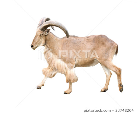 male Barbary sheep (Ammotragus lervia) male Barbary sheep (Ammotragus lervia) 23748204