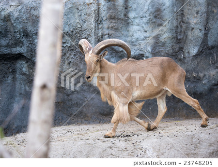 male Barbary sheep (Ammotragus lervia) male Barbary sheep (Ammotragus lervia) 23748205