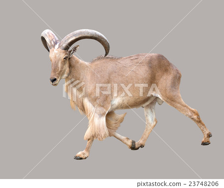 male Barbary sheep (Ammotragus lervia) 23748206