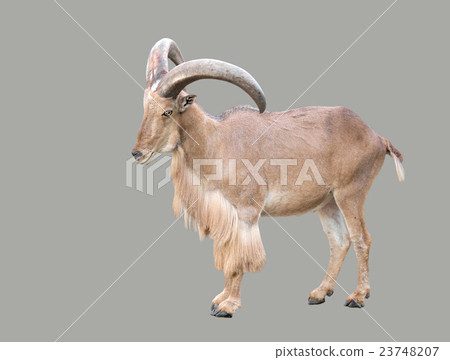 male Barbary sheep (Ammotragus lervia) 23748207