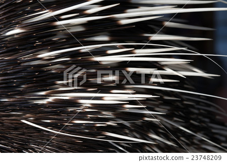 porcupine spine 23748209