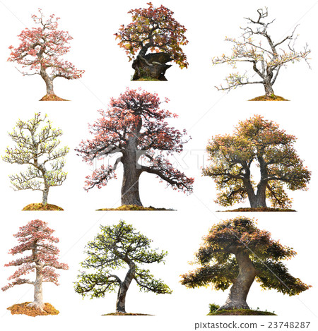 beautiful bonsai tree isolated 23748287