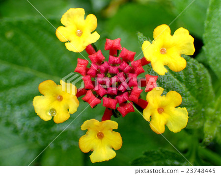 Water drop above the flower 23748445