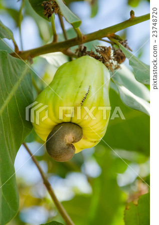 Cashew On The Cashew Tree In Natural Orchard. Cashew On The Cashew Tree In Natural Orchard. 23748720