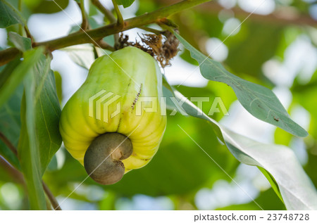 Cashew On The Cashew Tree In Natural Orchard. Cashew On The Cashew Tree In Natural Orchard. 23748728