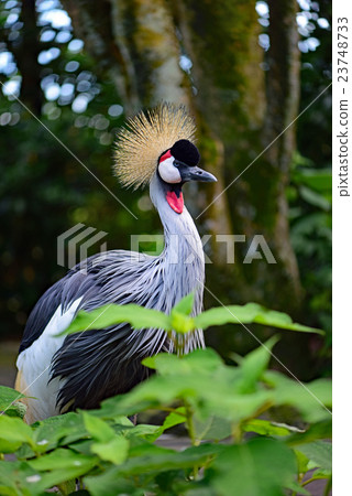 White-crowned crane 23748733
