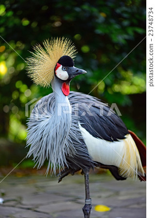 White-crowned crane 23748734