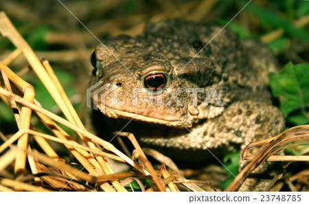 图库照片: toad in the straw macro