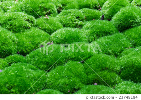Multiple Grass balls top side view close up. Multiple Grass balls top side view close up. 23749184