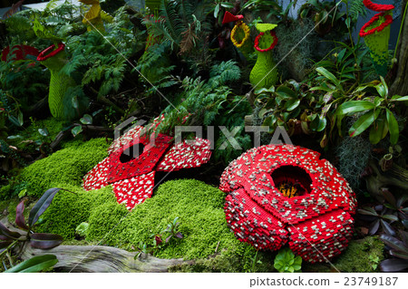 Corpse flower was made of interlocking bricks toy. Corpse flower was made of interlocking bricks toy. 23749187