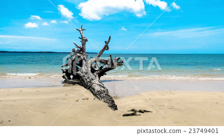 Uprooted tree on a tropical beach 23749401