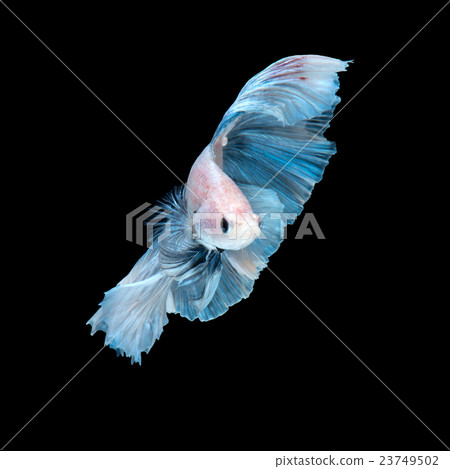 Blue betta fish 23749502